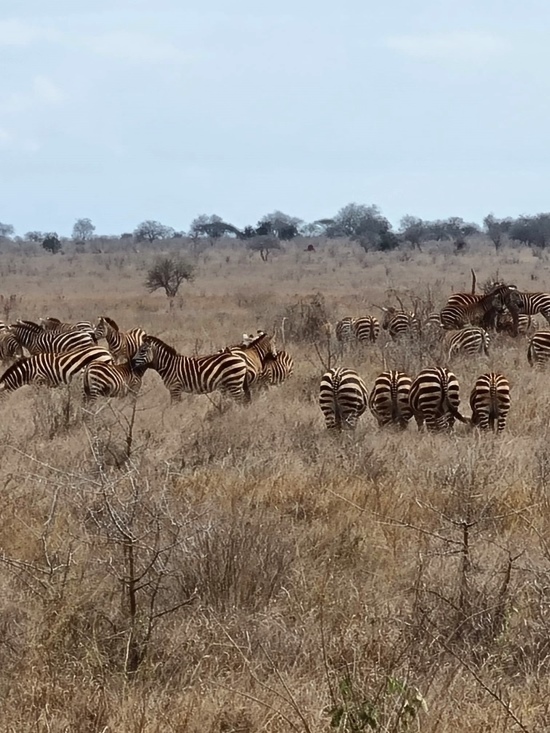 Kenia Safari Tierbegegnungen in den Taita Hills - Zebras - Keniaurlaub.de