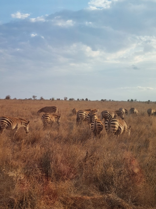 Kenia Safari Tierbegegnungen in den Taita Hills - Zebras - Keniaurlaub.de