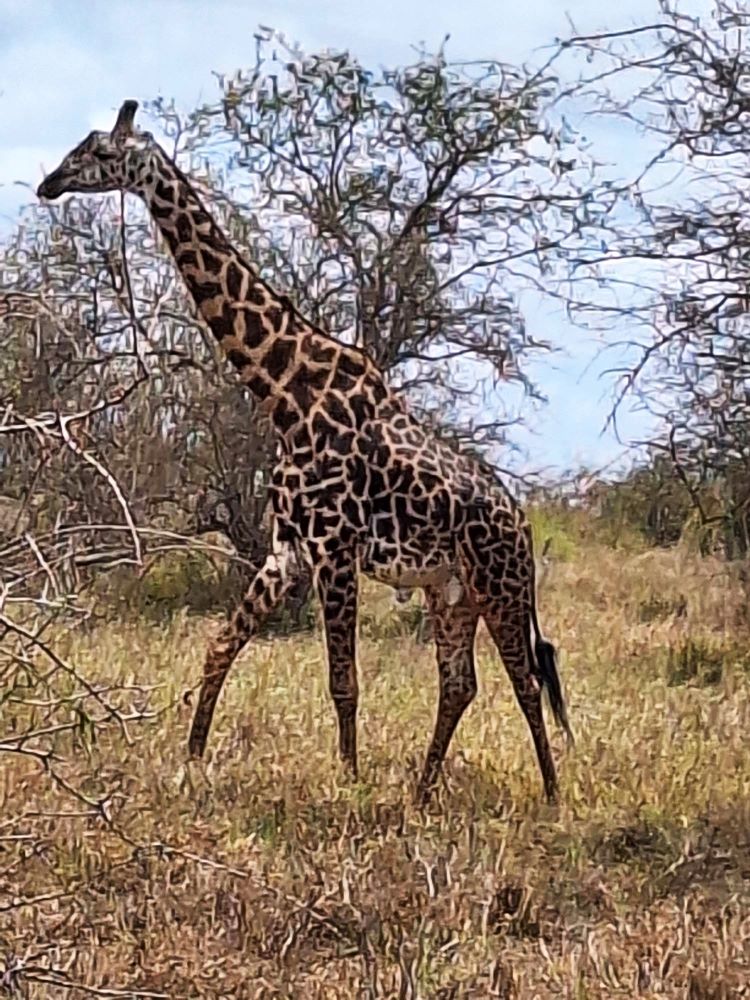 Kenia Safari Bewertung - Giraffe