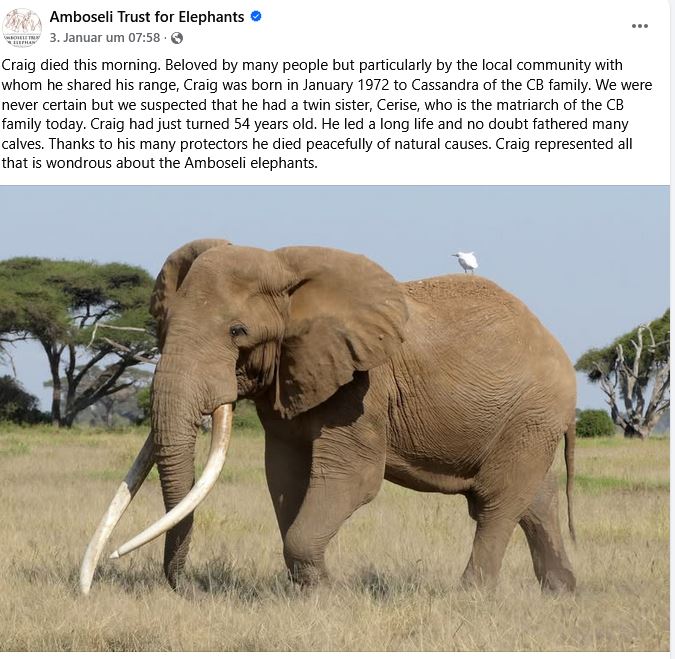 Big Tusker Elefantenbulle Craig im Amboseli gestorben