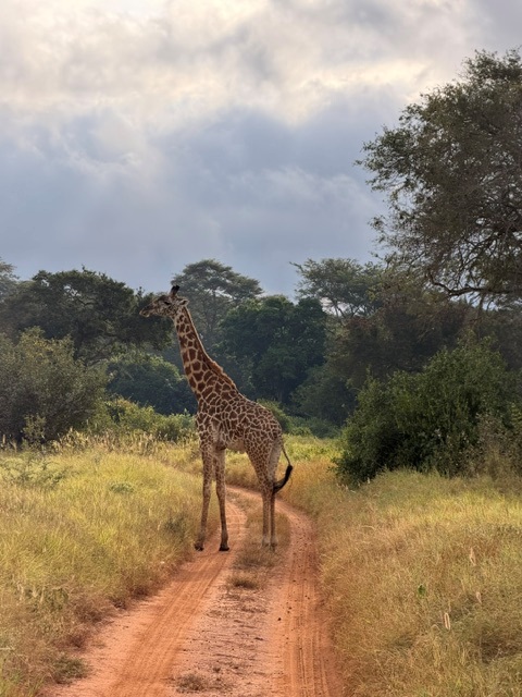 Kenia Urlaub Bewertung - Giraffe auf einer perfekten Safari von Keniaurlaub Spezialist
