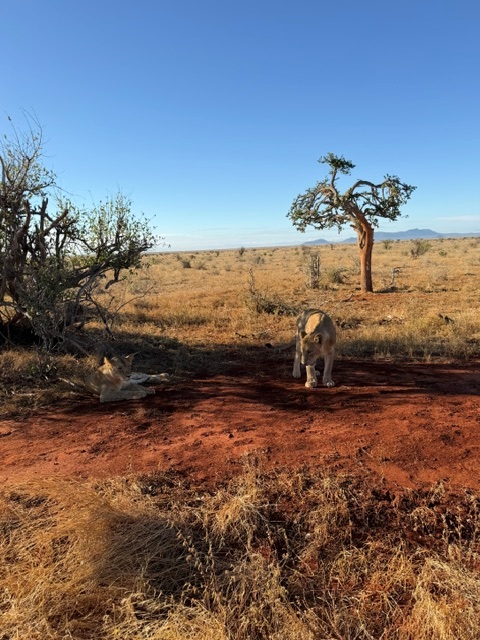 Kenia Urlaub Bewertung - Löwen auf einer perfekten Safari von Keniaurlaub Spezialist
