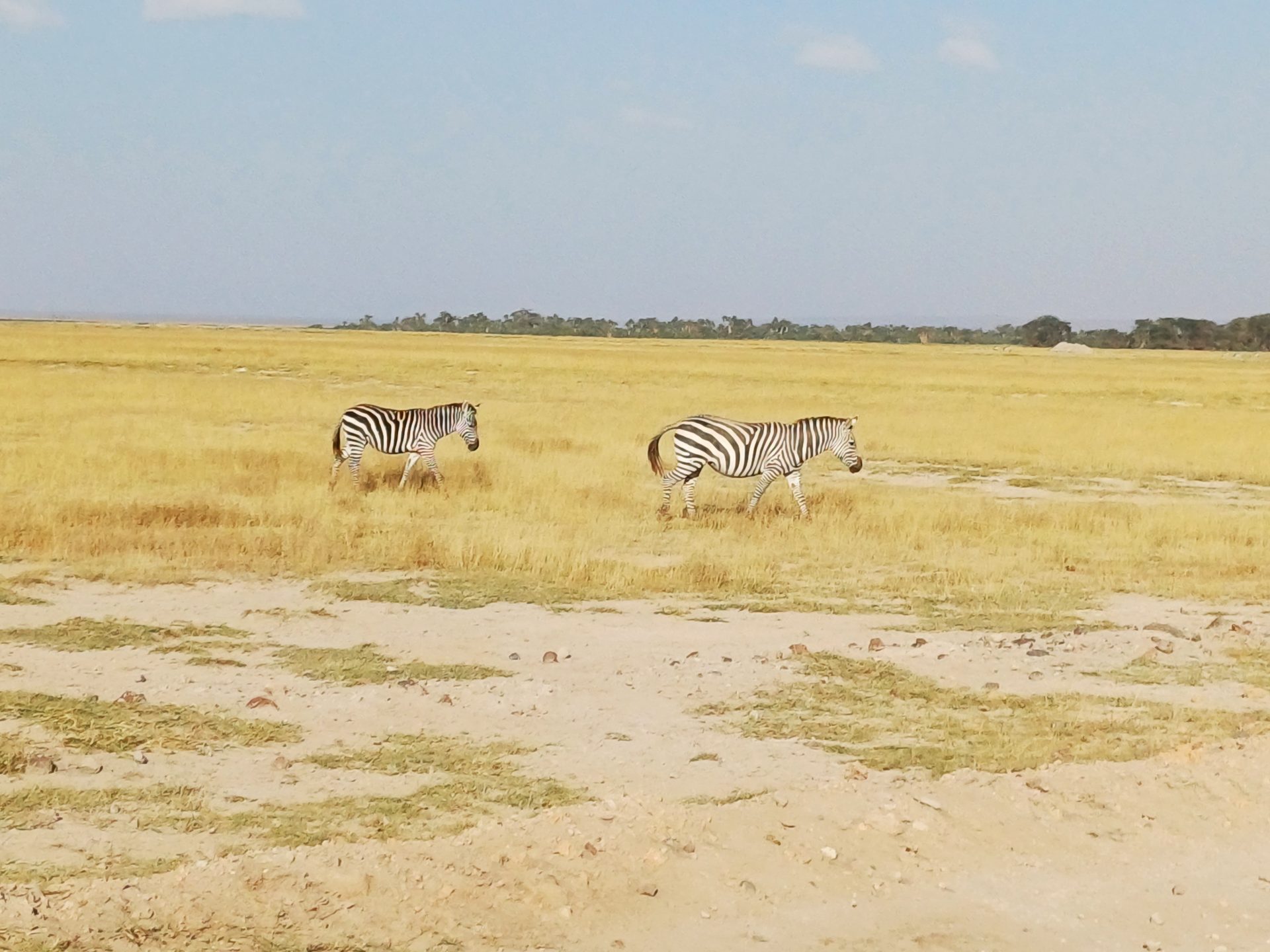 Zebras in der Savanne - Kenia Safari mit Keniaspezialist keniaurlaub.de Reisekontor Schmidt