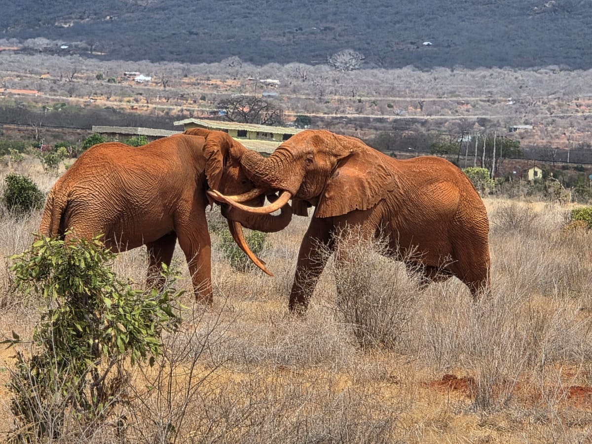 Elefantenbullen kämpfen - während einer Kenia Safari mit Keniaspezialist keniaurlaub.de Reisekontor Schmidt