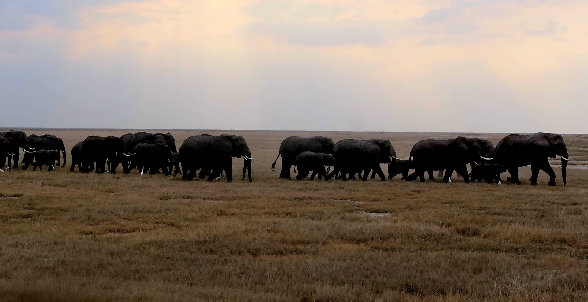 Elefantenherde im Amboseli NP während einer Kenia Privatsafari mit Keniaspezialist keniaurlaub.de Reisekontor Schmidt