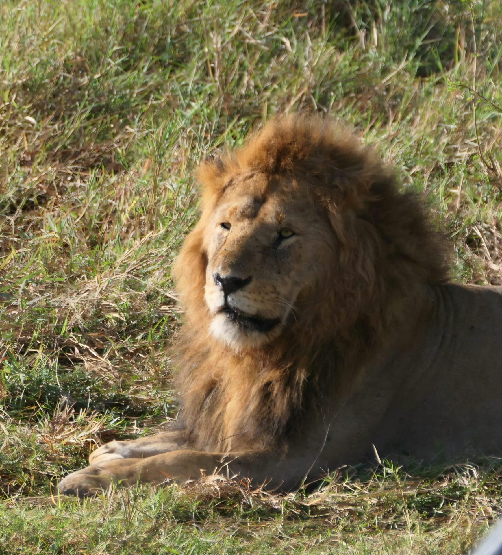 Löwe während einer Kenia Privatsafari mit Keniaspezialist keniaurlaub.de Reisekontor Schmidt
