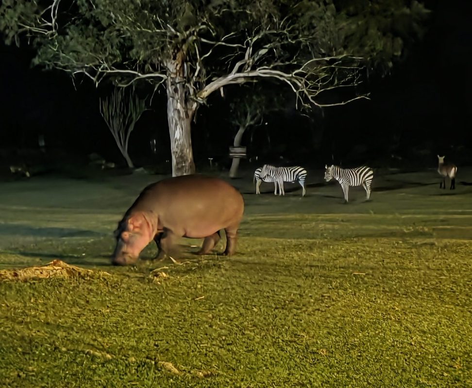 Flusspferd, Zebras und mehr hautnah im Lake Naivasha Country Club während einer Kenia Privatsafari mit Keniaspezialist keniaurlaub.de Reisekontor Schmidt