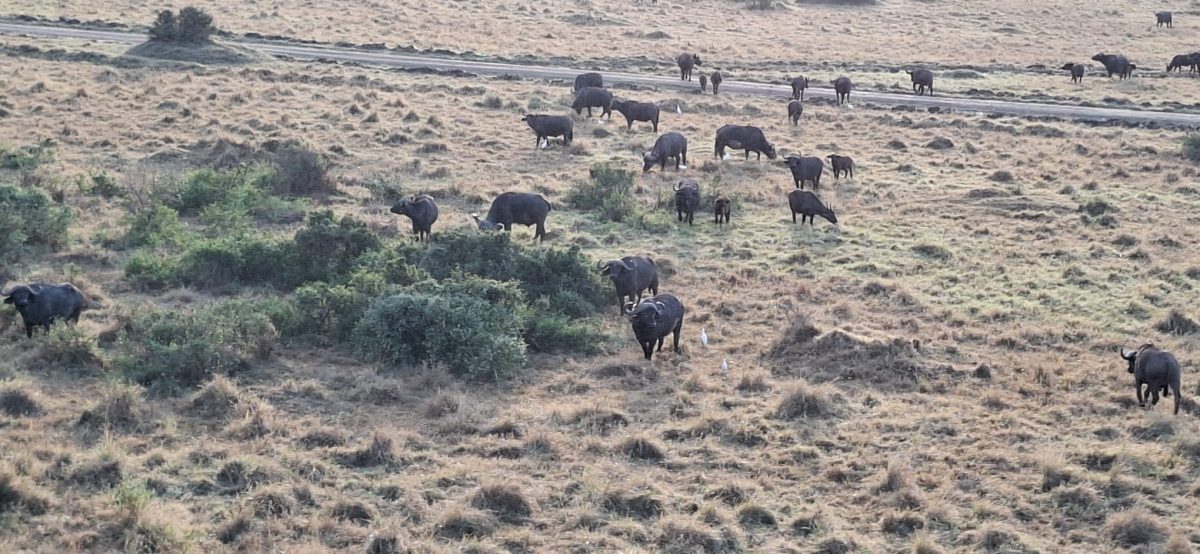 Büffel in der Masai Mara während einer Heißluftballon Fahrt in der Masai Mara während einer Kenia Safari Tour mit Keniaspezialist Reisekontor Schmidt keniaurlaub.de