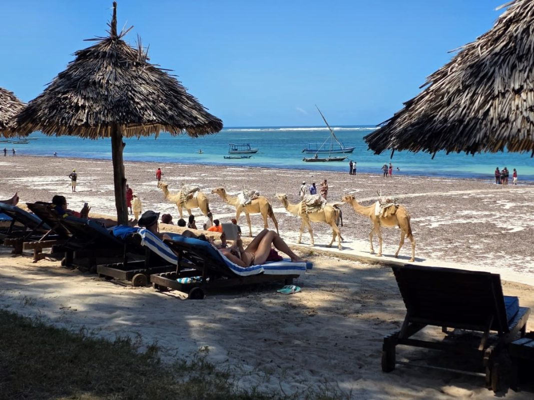 Kamele am Strand des Diani Sea Resorts in Kenia