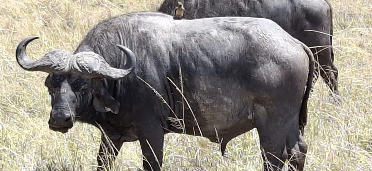 Büffel in der Masai Mara - während einer Kenia Safari Reise mit Keniaspezialist Reisekontor Schmidt keniaurlaub.de