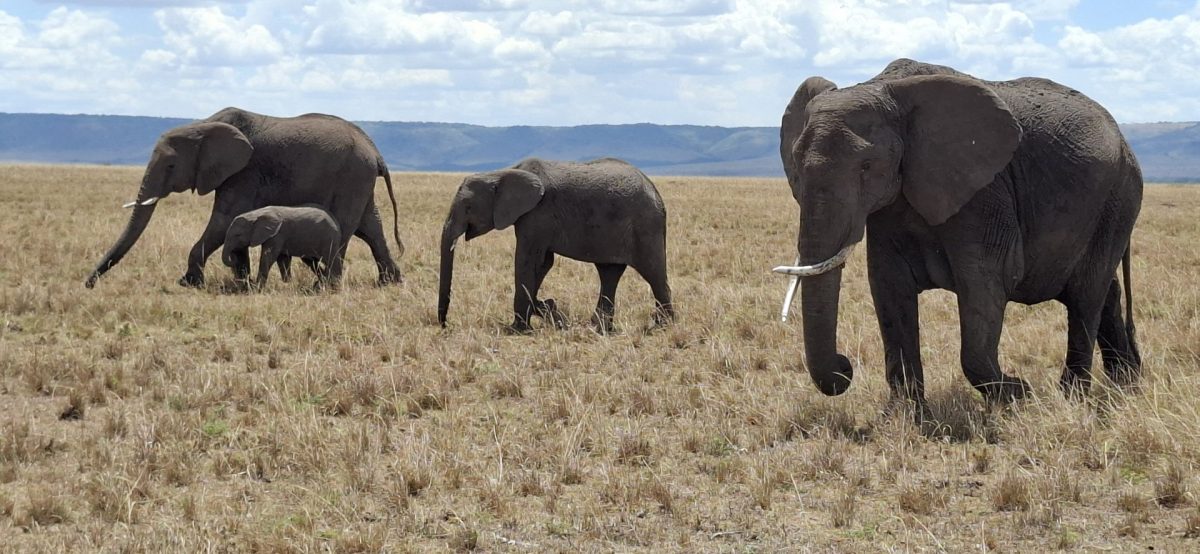 Elefanten mit Baby in der Masai Mara - während einer Kenia Safari Reise mit Keniaspezialist Reisekontor Schmidt keniaurlaub.de