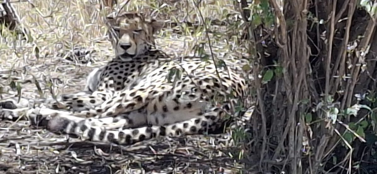 Gepard in der Masai Mara - während einer Kenia Safari Reise mit Keniaspezialist Reisekontor Schmidt keniaurlaub.de