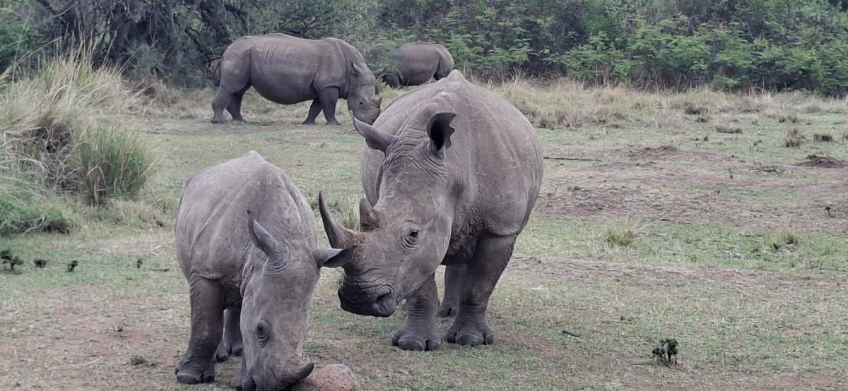 Breitmaul Nashörner im Rhinoschutzgebiet in der Masai Mara - während einer Kenia Safari Reise mit Keniaspezialist Reisekontor Schmidt keniaurlaub.de