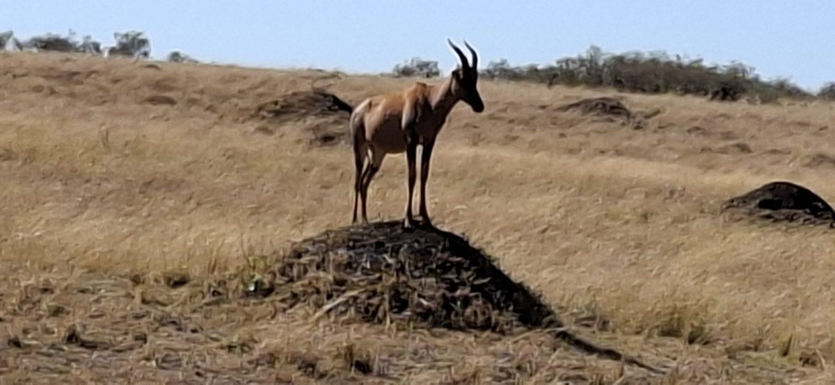 Antilope in der Masai Mara - während einer Kenia Safari Reise mit Keniaspezialist Reisekontor Schmidt keniaurlaub.de