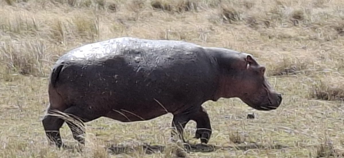 Flusspferd in der Masai Mara - während einer Kenia Safari Reise mit Keniaspezialist Reisekontor Schmidt keniaurlaub.de