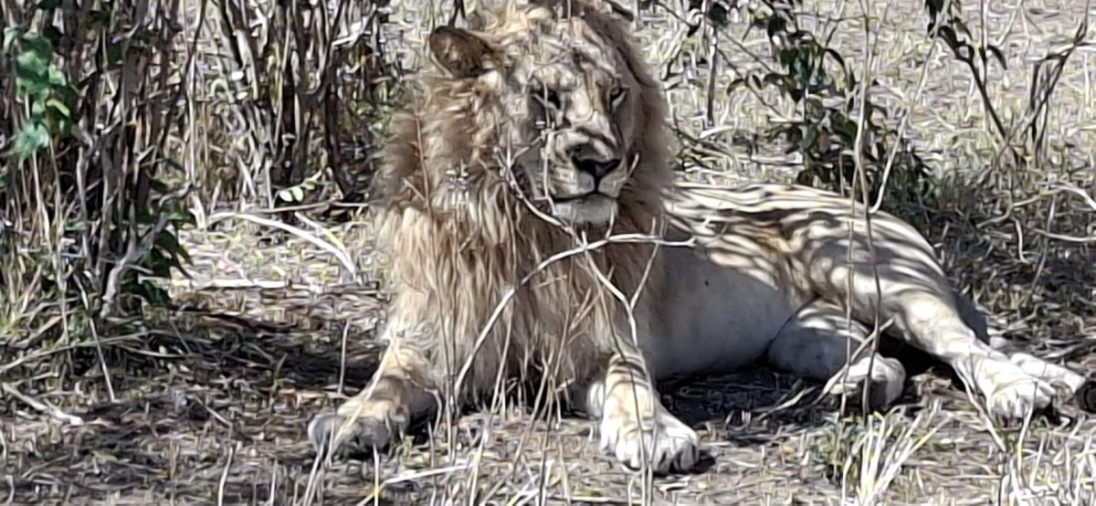 Löwe in der Masai Mara - während einer Kenia Safari Reise mit Keniaspezialist Reisekontor Schmidt keniaurlaub.de
