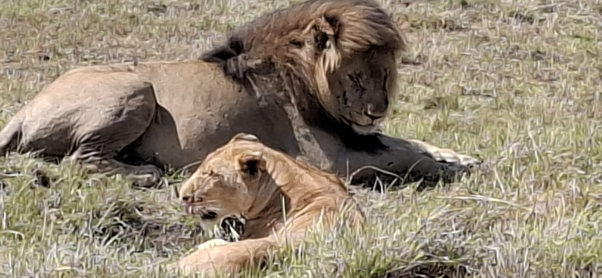 Löwen in der Masai Mara - während einer Kenia Safari Reise mit Keniaspezialist Reisekontor Schmidt keniaurlaub.de