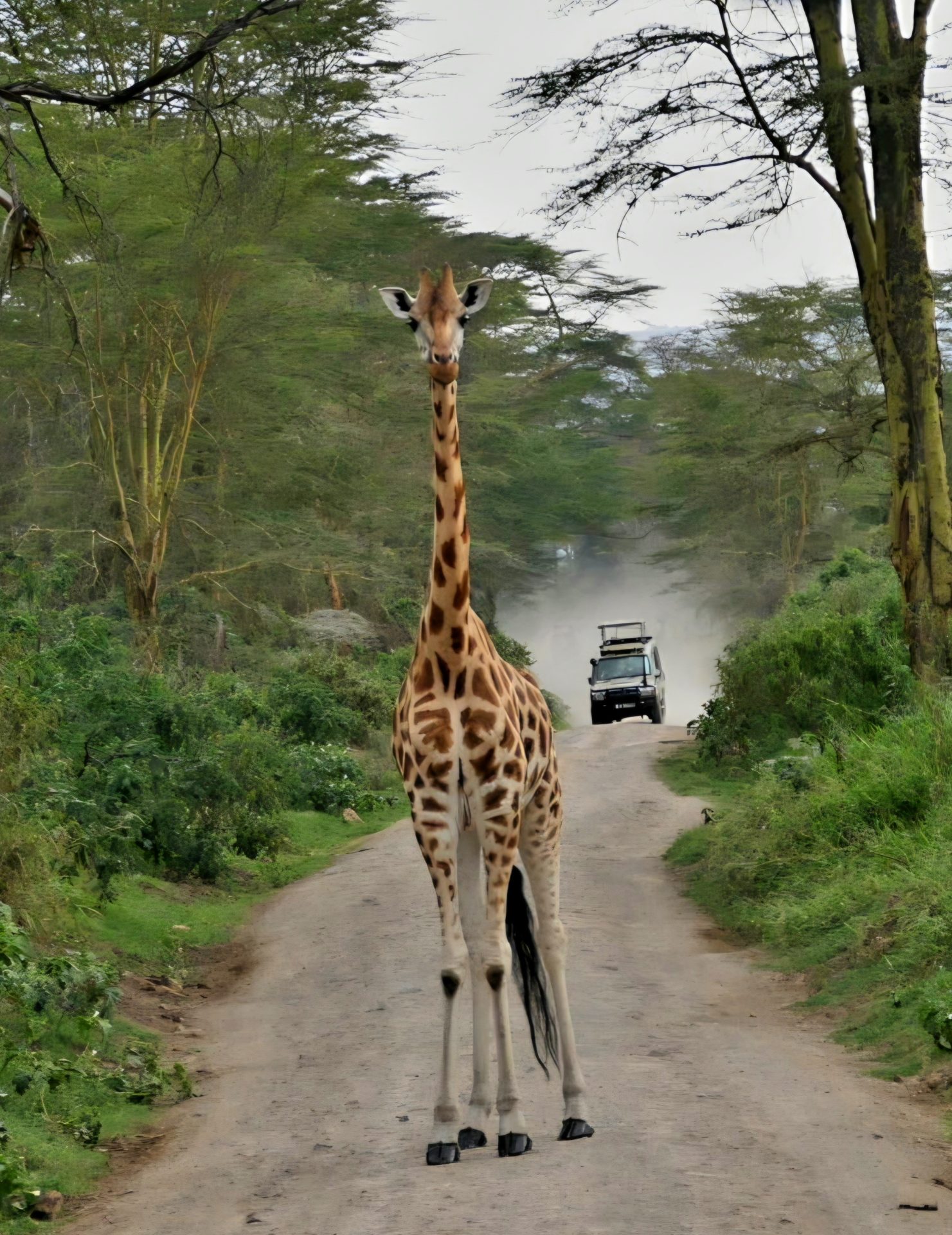Giraffe im grünen Wald während einer Kenia Privatsafari mit Keniaspezialist keniaurlaub.de Reisekontor Schmidt