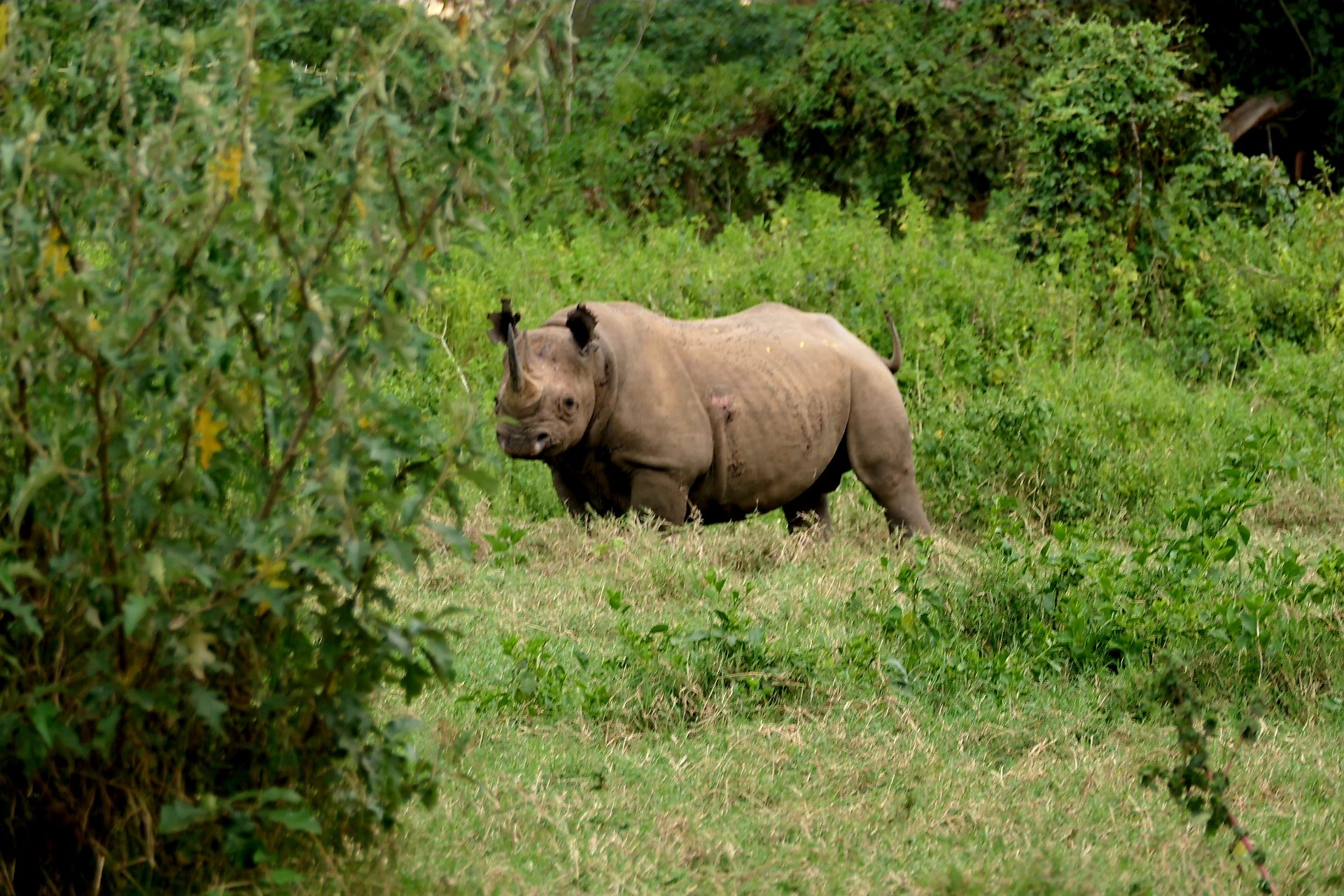 Nashorn / Rhino während einer Kenia Privatsafari mit Keniaspezialist keniaurlaub.de Reisekontor Schmidt