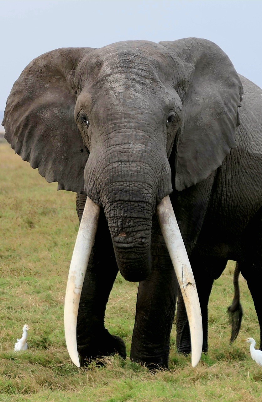Big Tusker Elefantenbulle während einer Kenia Privatsafari mit Keniaspezialist keniaurlaub.de Reisekontor Schmidt