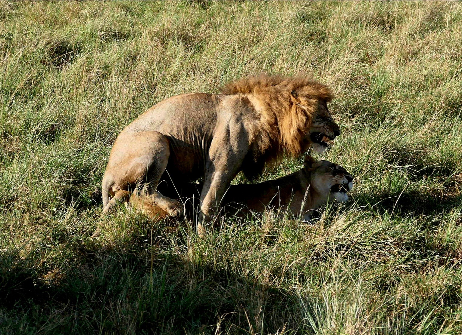 Löwen beim Deckakt während einer Kenia Privatsafari mit Keniaspezialist keniaurlaub.de Reisekontor Schmidt