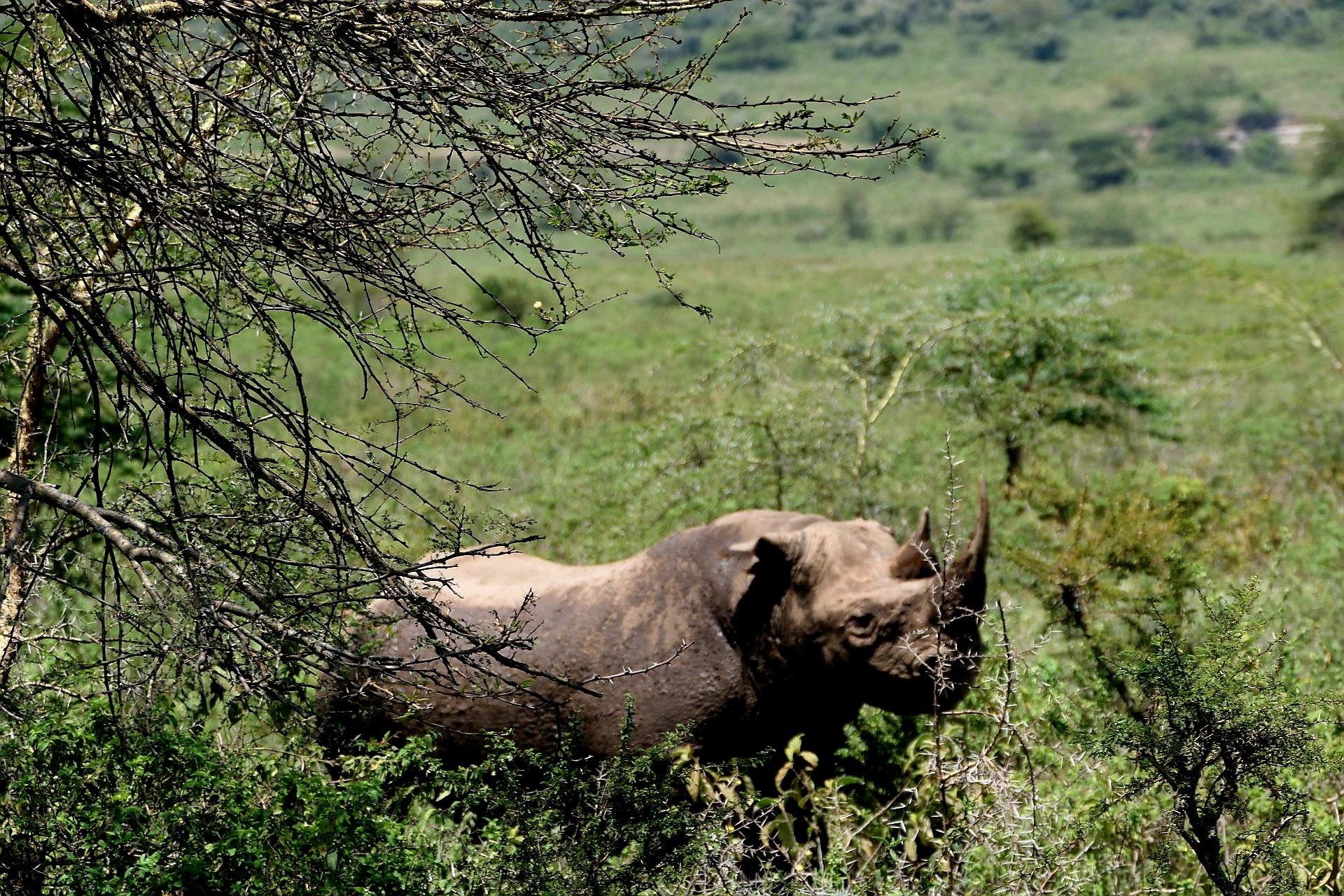Nashorn / Rhino während einer Kenia Privatsafari mit Keniaspezialist keniaurlaub.de Reisekontor Schmidt