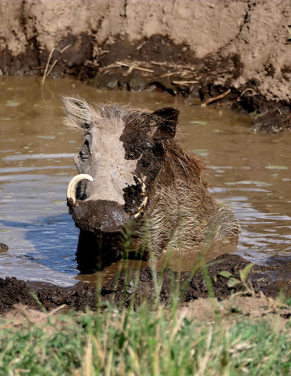 Warzenschwein im Wasserloch während einer Kenia Privatsafari mit Keniaspezialist keniaurlaub.de Reisekontor Schmidt