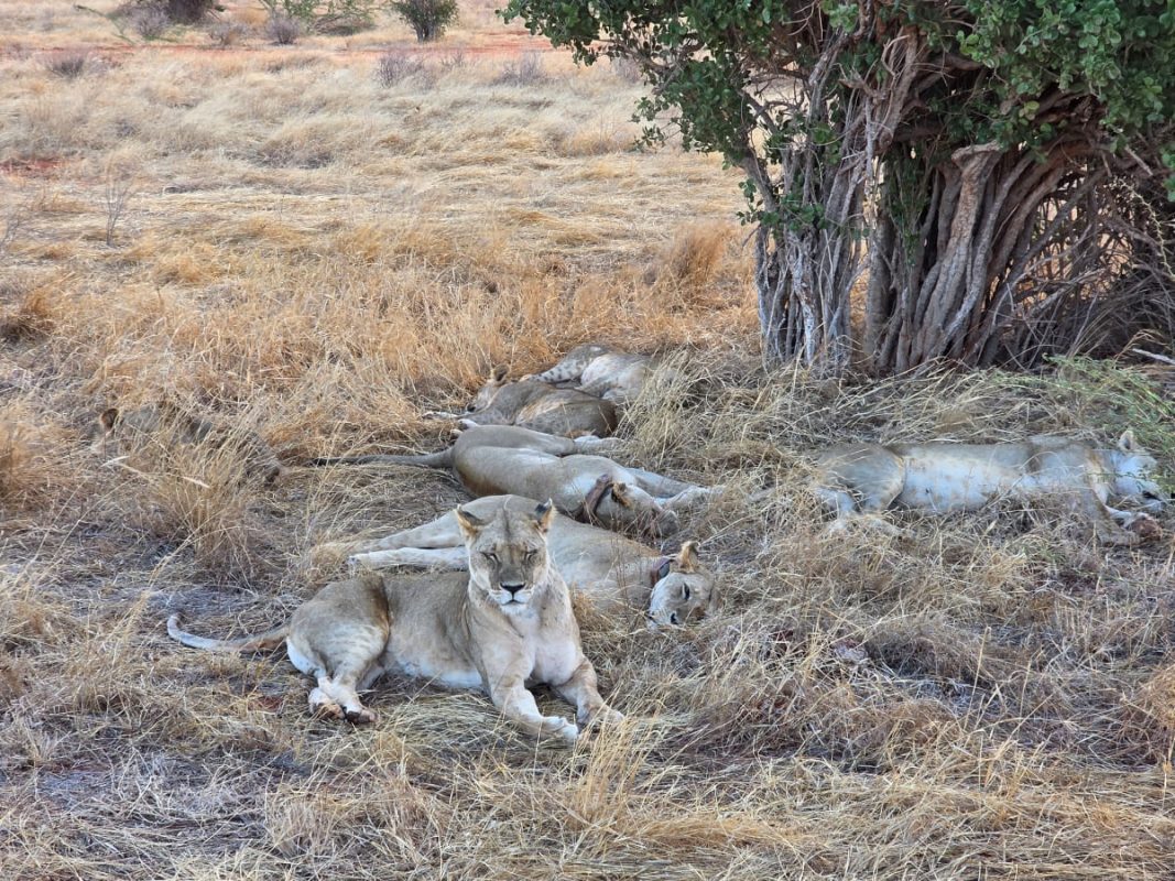Löwen in Kenia während einer Kenia Safari mit Keniaspezialist keniaurlaub.de Reisekontor Schmidt