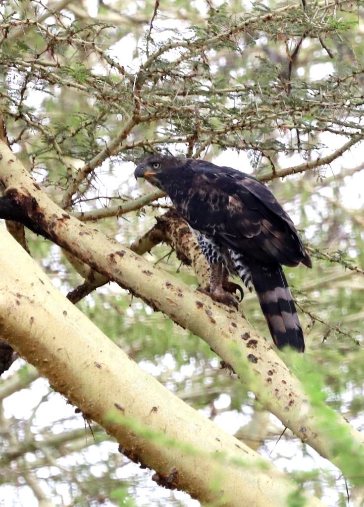 Vögel in Kenia: Afrikanischer Kronenadler (Stephanoaetus coronatus) in Kenia während einer Kenia Safari mit Keniaspezialist Reisekontor Schmidt Keniaurlaub.de