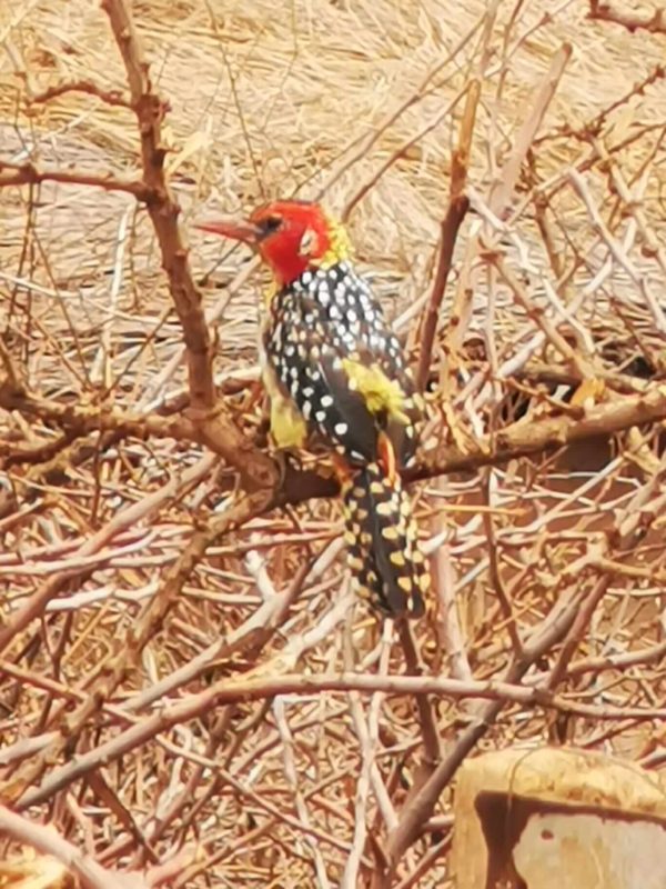 Vögel in Kenia: Flammenkopf-Bartvogel (Trachyphonus erythrocephalus) in Kenia während einer Kenia Safari mit Keniaspezialist Reisekontor Schmidt Keniaurlaub.de