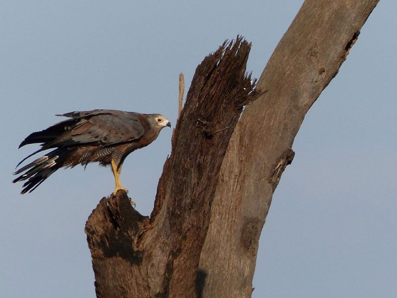 Gabarhabicht Jungvogel - während einer Kenia Reise mit Keniaspezialist Reisekontor Schmidt Keniaurlaub.de