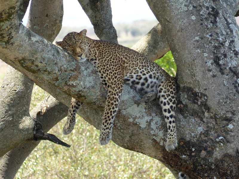 Leopard (ein Big Five) - während einer Kenia Reise mit Keniaspezialist Reisekontor Schmidt Keniaurlaub.de