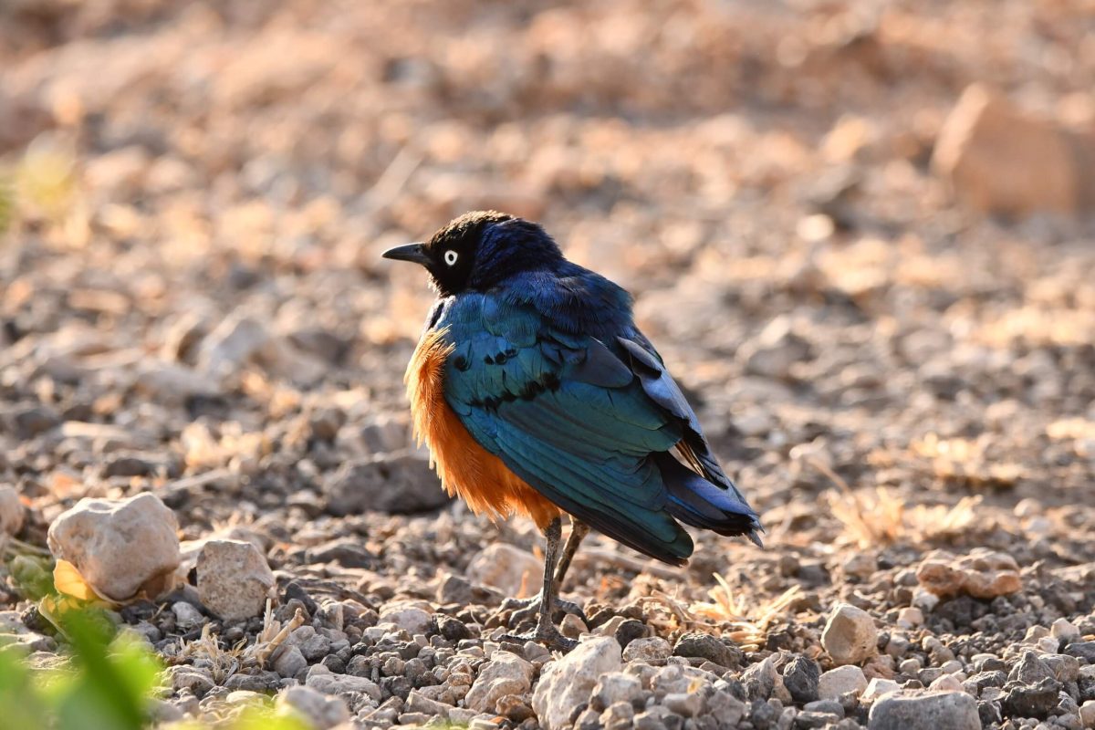 Vögel in Kenia: Dreifarben Glanzstar (Lamprotornis superbus) in Kenia während einer Kenia Safari mit Keniaspezialist Reisekontor Schmidt Keniaurlaub.de