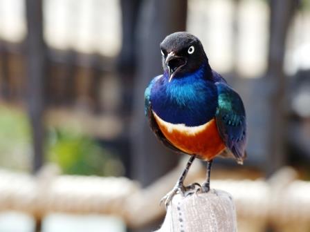 Vögel in Kenia: Dreifarben Glanzstar (Lamprotornis superbus) in Kenia während einer Kenia Safari mit Keniaspezialist Reisekontor Schmidt Keniaurlaub.de