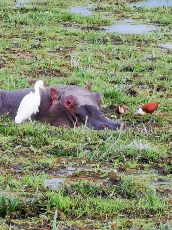 Vögel in Kenia: Flusspferd / Rhino mit Weißem Kuhreiher und Blaustirn-Blatthuehnchen / African Jacana in Kenia während einer Kenia Safari mit Keniaspezialist Reisekontor Schmidt Keniaurlaub.de