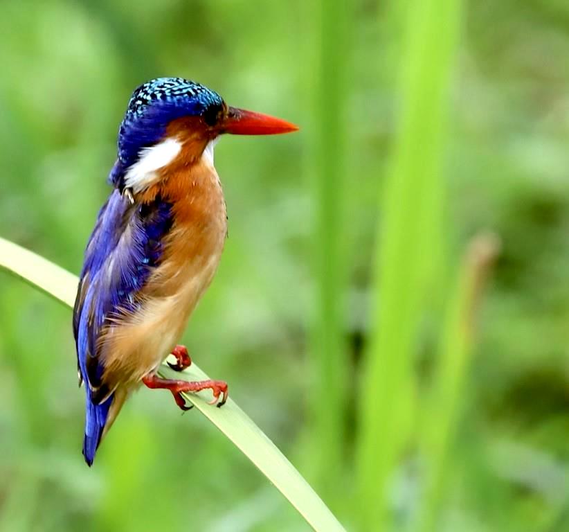 Vögel in Kenia: Haubenzwergfischer / Malachit-Eisvogel (Corythornis cristatus) in Kenia während einer Kenia Safari mit Keniaspezialist Reisekontor Schmidt Keniaurlaub.de