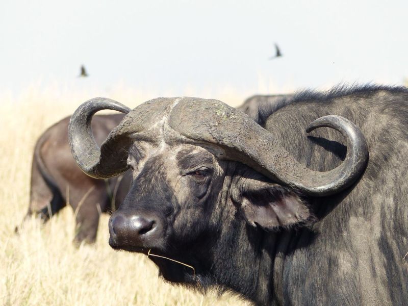Büffel (ein Big Five)- während einer Kenia Safari Tour mit Keniaspezialist Reisekontor Schmidt Keniaurlaub.de