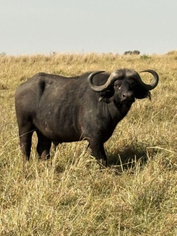 Büffel (ein Big Five)- während einer Kenia Safari Tour mit Keniaspezialist Reisekontor Schmidt Keniaurlaub.de