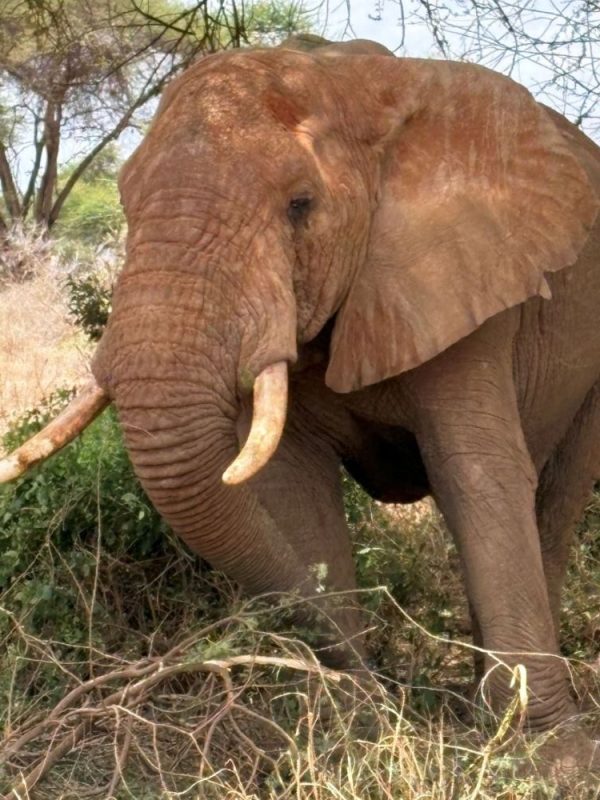 Elefant - während einer Kenia Safari Tour mit Keniaspezialist Reisekontor Schmidt Keniaurlaub.de