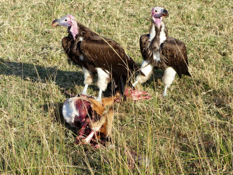 Geier - während einer Kenia Reise mit Keniaspezialist Reisekontor Schmidt Keniaurlaub.de