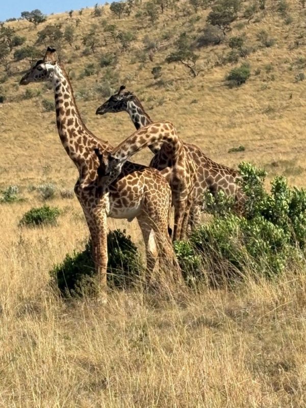 Giraffen - während einer Kenia Reise mit Keniaspezialist Reisekontor Schmidt Keniaurlaub.de