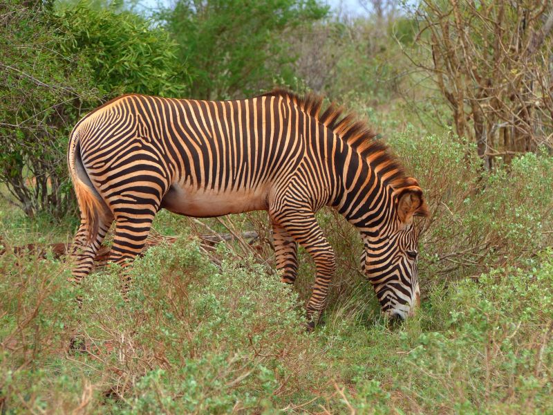 Grevy Zebra - während einer Kenia Reise mit Keniaspezialist Reisekontor Schmidt Keniaurlaub.de