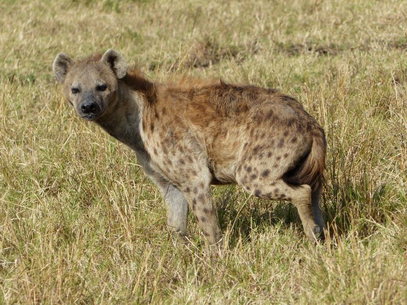Hyäne - während einer Kenia Reise mit Keniaspezialist Reisekontor Schmidt Keniaurlaub.de