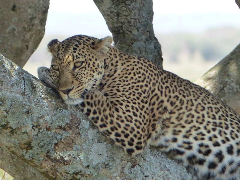 Leopard (ein Big Five) - während einer Kenia Reise mit Keniaspezialist Reisekontor Schmidt Keniaurlaub.de