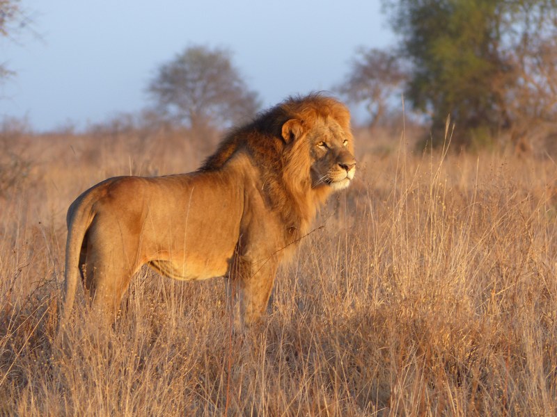 Löwe (ein Big Five) - während einer Kenia Reise mit Keniaspezialist Reisekontor Schmidt Keniaurlaub.de