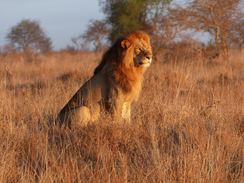 Löwe (ein Big Five) - während einer Kenia Reise mit Keniaspezialist Reisekontor Schmidt Keniaurlaub.de
