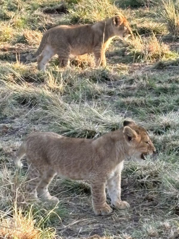 Löwenbabys - während einer Kenia Reise mit Keniaspezialist Reisekontor Schmidt Keniaurlaub.de