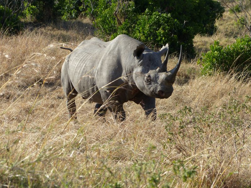 Breitmaul-Nashorn / Rhinozeros (ein Big Five) - während einer Kenia Reise mit Keniaspezialist Reisekontor Schmidt Keniaurlaub.de