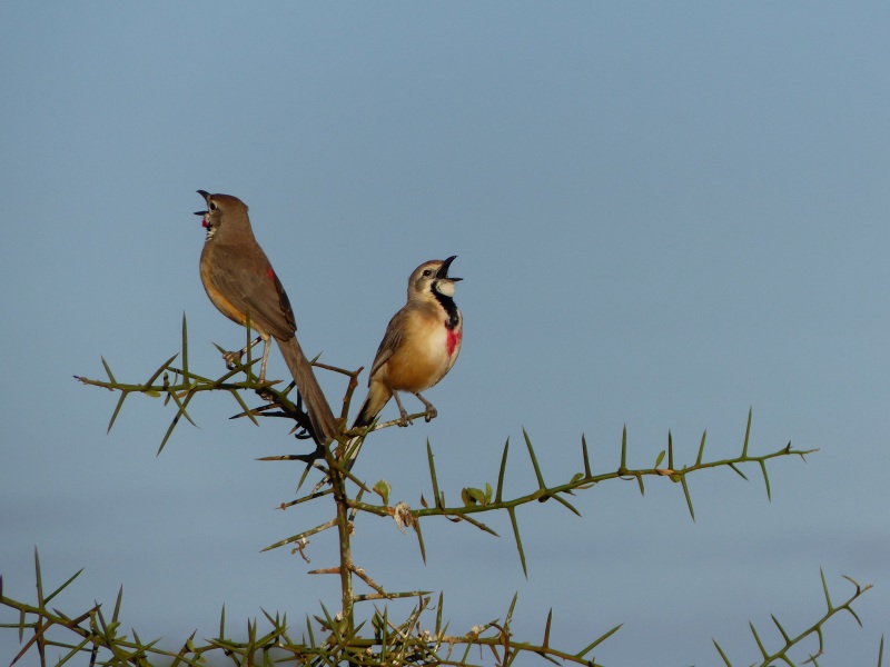 Vogel Rosabrüstiger Buschwürger - während einer Kenia Reise mit Keniaspezialist Reisekontor Schmidt Keniaurlaub.de