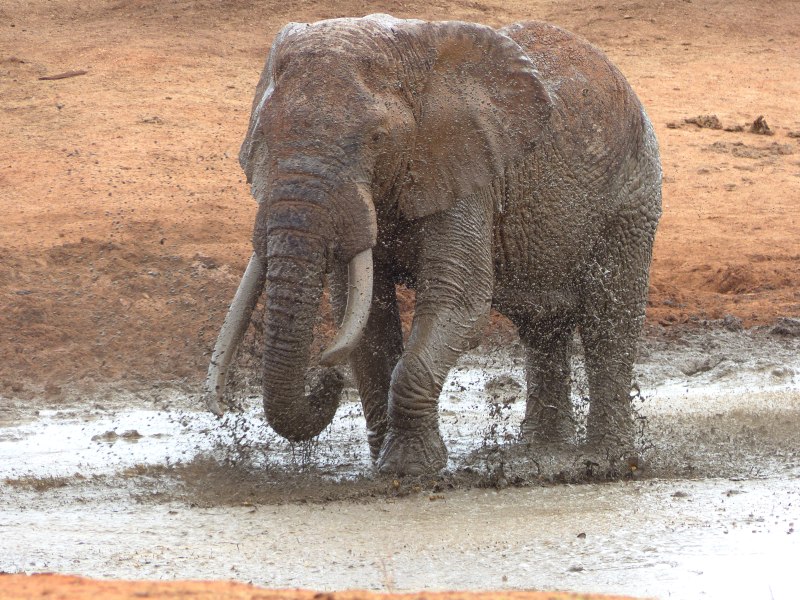 Elefant plantscht im Wasser - während einer Kenia Reise mit Keniaspezialist Reisekontor Schmidt Keniaurlaub.de